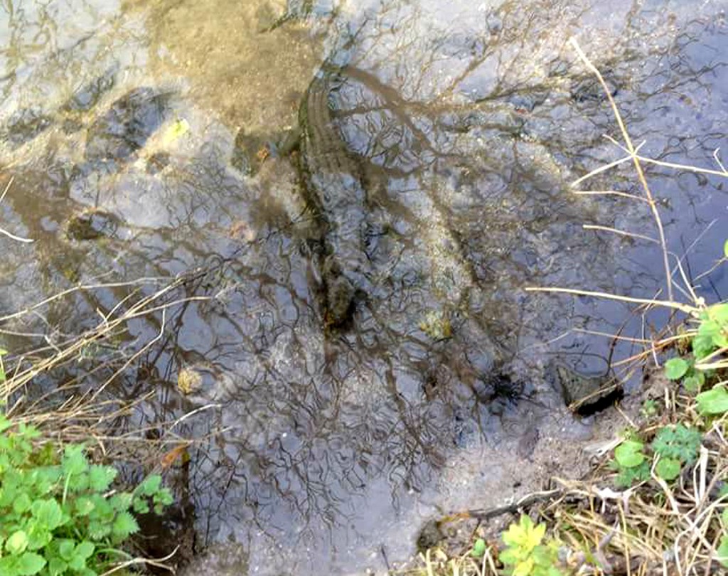 Etampes : le crocodile dans la Juine était en plastique - Le Républicain de l'Essonne