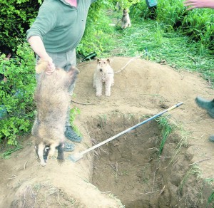 Aidés de chiens, certains n’hésitent pas à déterrer à la pioche et en plein jour ces animaux nocturnes.