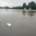 crue juvisy cygnes