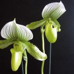 orchidees