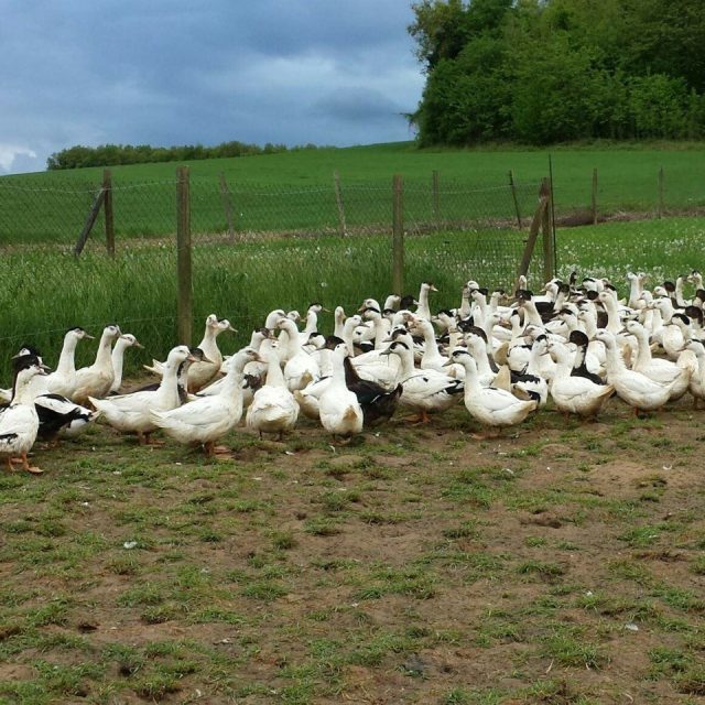 PUISELETLEMARAISfermegrandclos