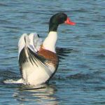 canard