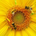 abeilles2