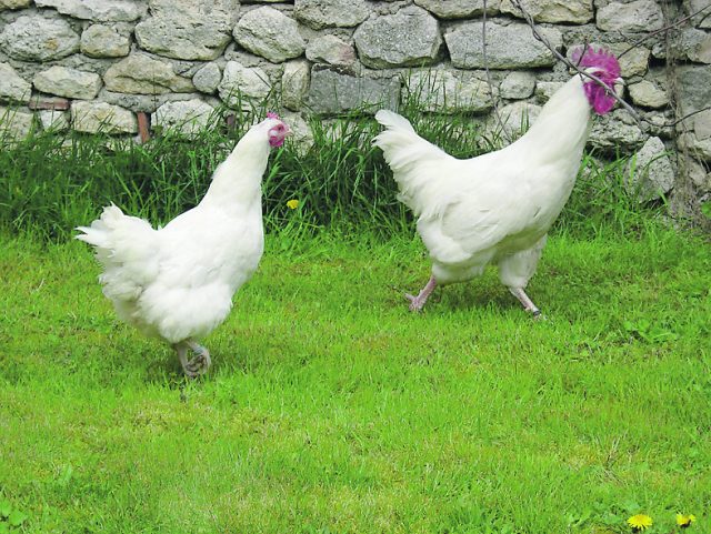PNRpoulesgatinaises