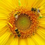 Abeilles2