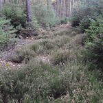 Foret