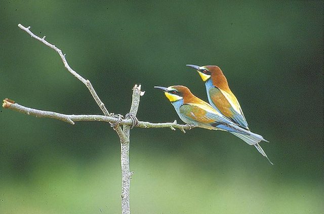 Oiseaux
