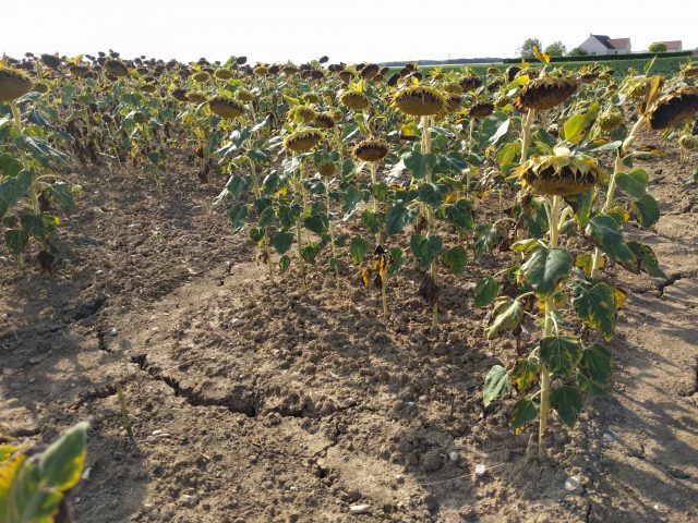 DEPagriculture