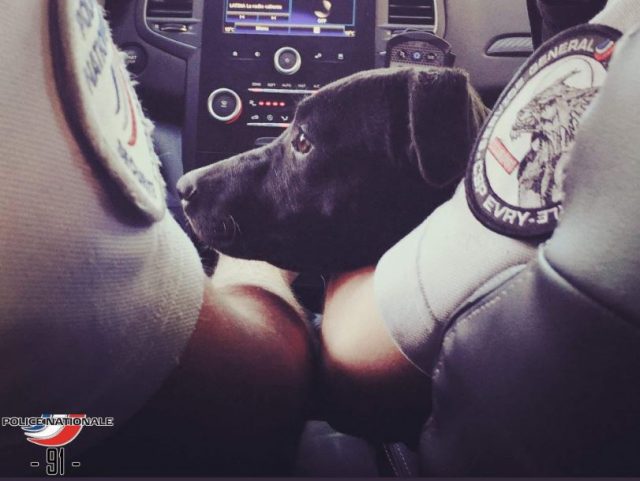 FD police chiens