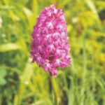 Orchidee_epidepyramidale