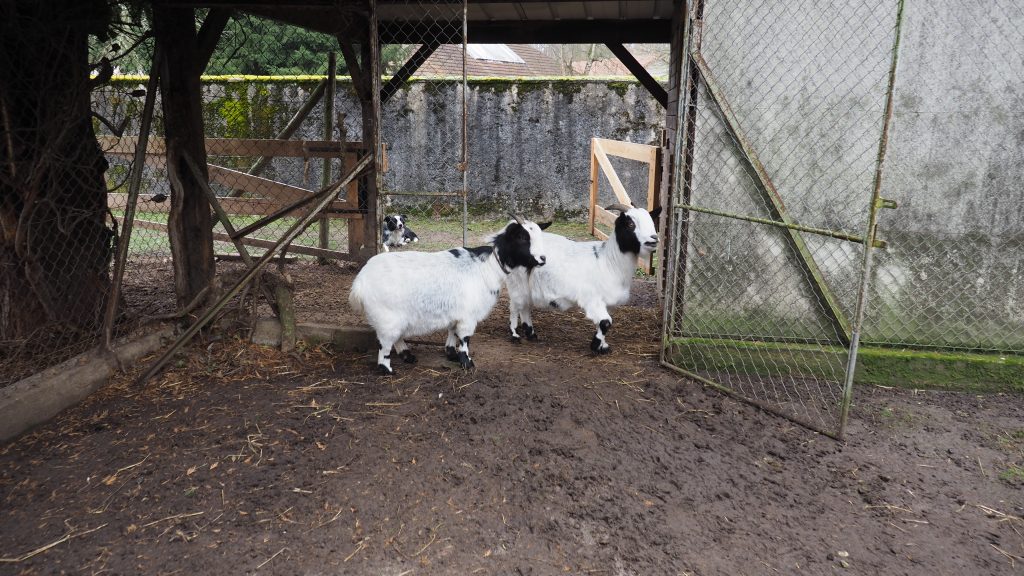 Chèvres naines Médiation Animale