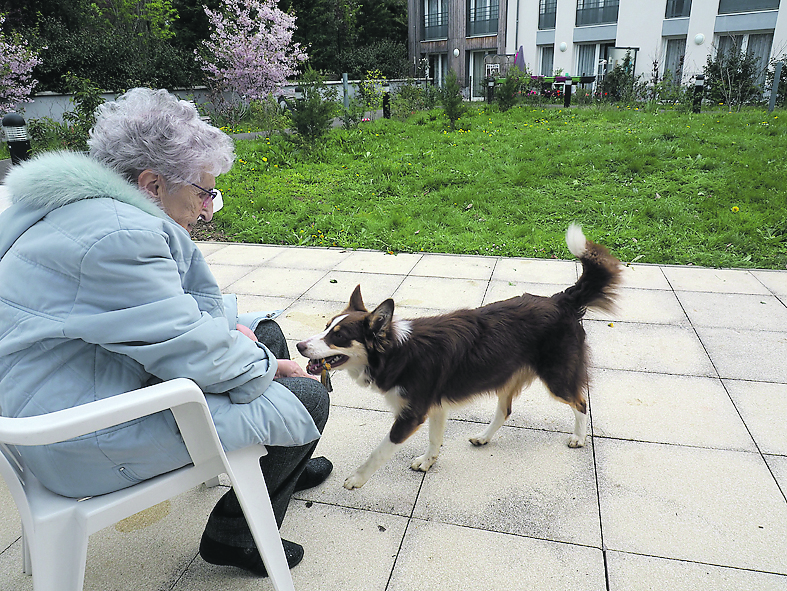 présentation essai médiation animale chien senior