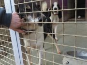 SPA Chamarande adoption chien portes ouvertes