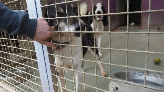 SPA Chamarande adoption chien portes ouvertes