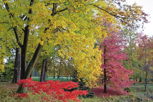 CoursonAutomne3