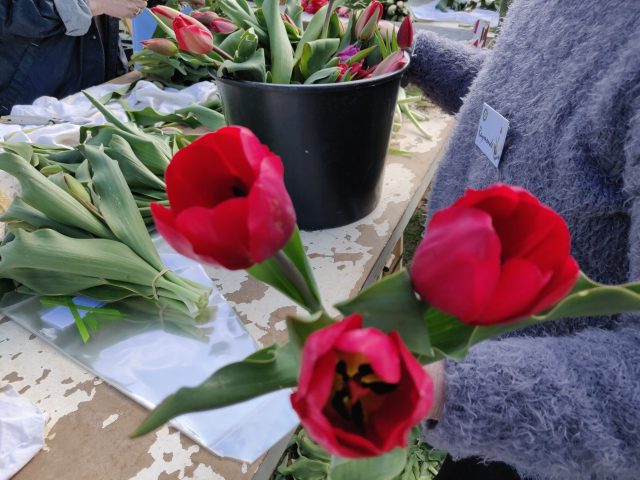 ETA tulipes
