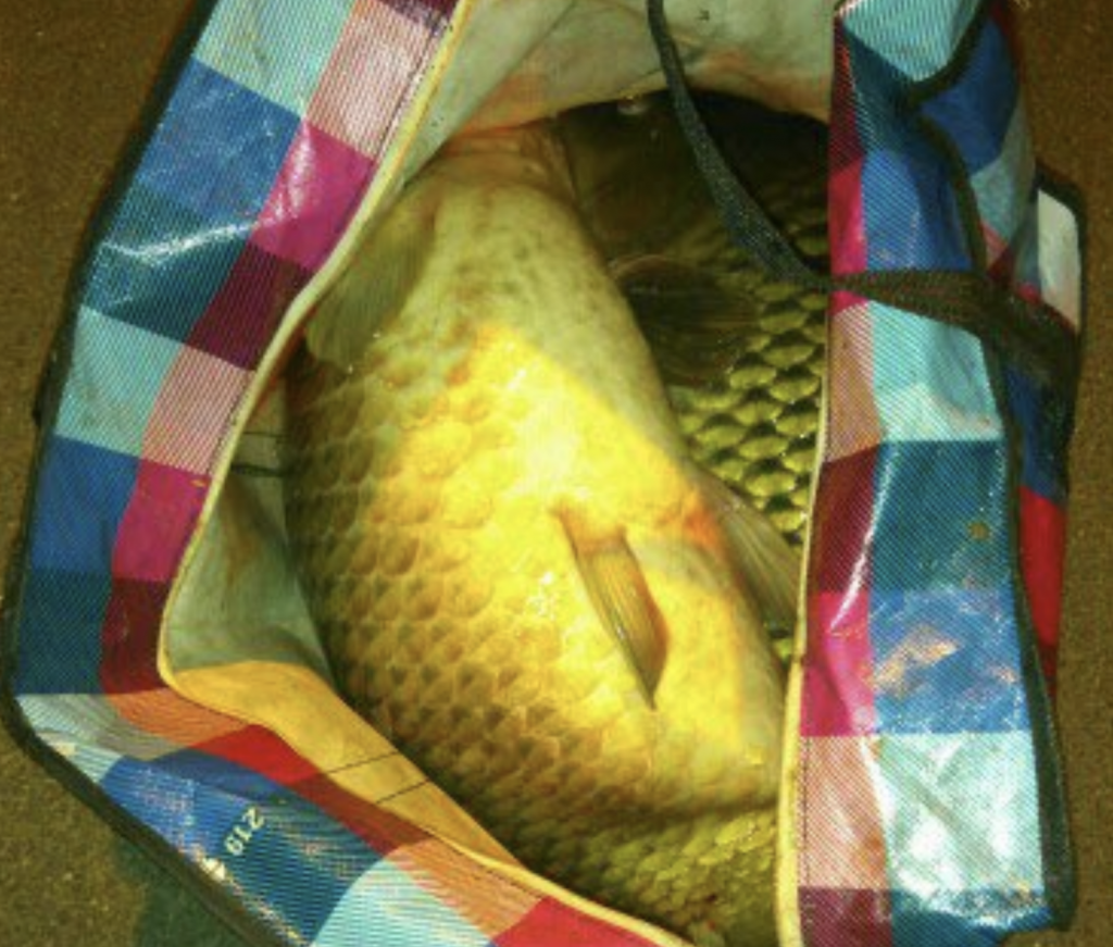 Essonne A La Peche Pendant Le Confinement A Saulx Les Chartreux