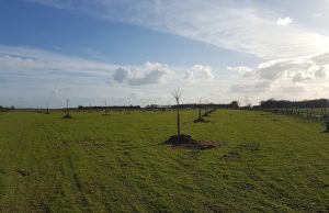 Le verger compte plus de 80 arbres fruitiers. © Agrofîle