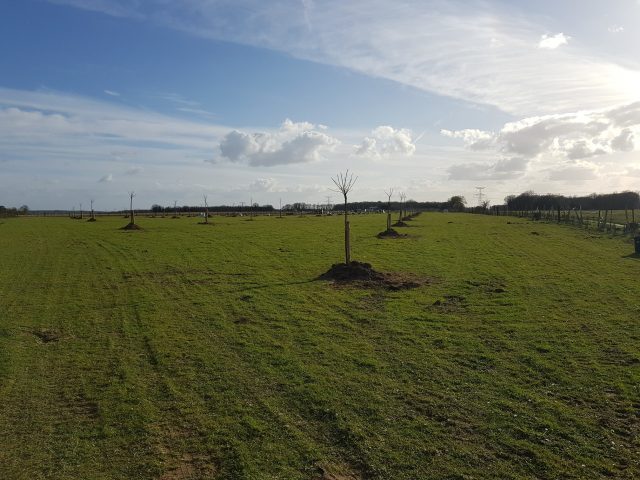 Le verger compte plus de 80 arbres fruitiers. © Agrofîle