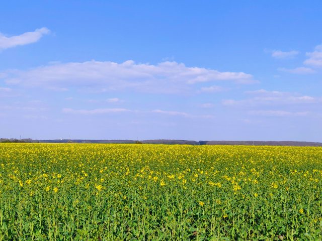 Agri colza