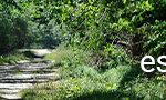 Foret_de_Senart_30-06-2020