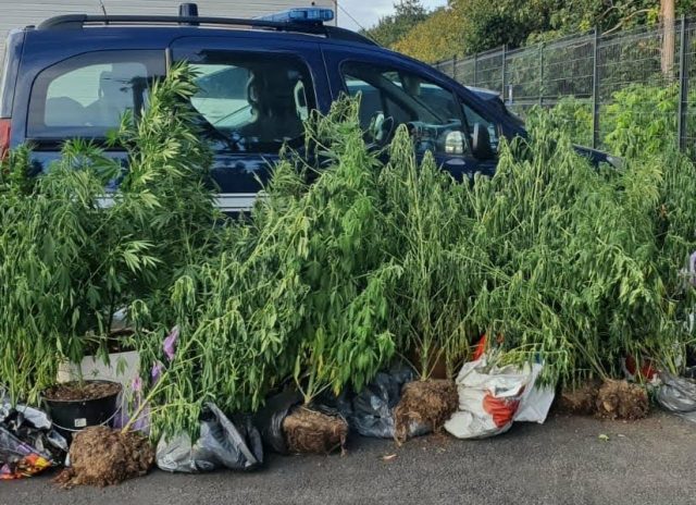 BALLAINVILLIERS cannabis_2