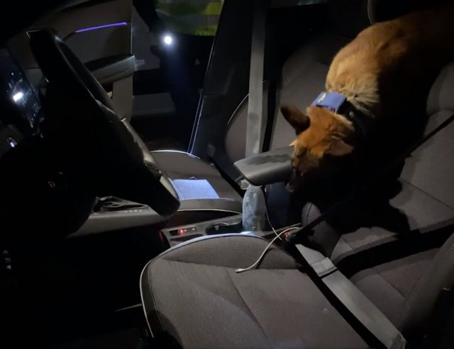 FD controle cynophile