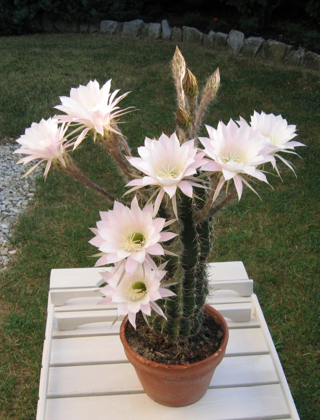 Cactus1