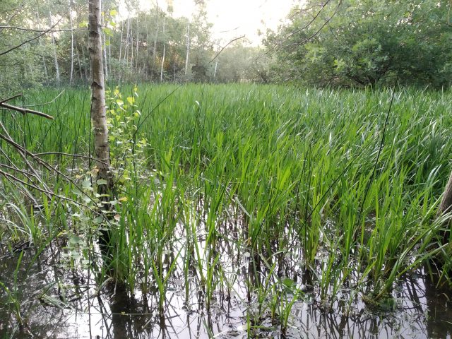 Forêt de Saint-Eutrope