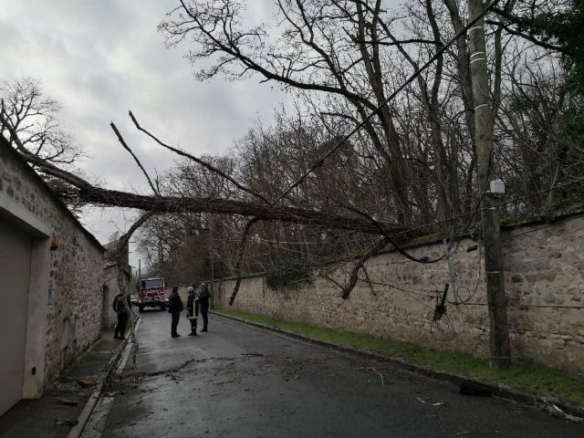 FD Milly chute arbre