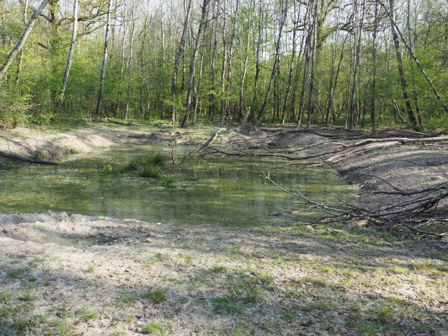 La partie de la forêt des Montils acquise au titre des ENS comporte de nombreuses mares. foret montils auvernaux chevannes champcueil famille leroy