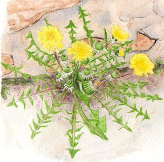 Illustration (2)
