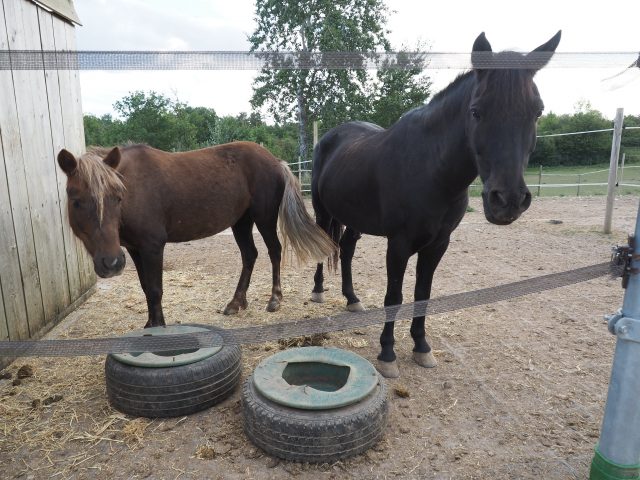 Deux des 25 chevaux des écuries des Carneaux à Boigneville.