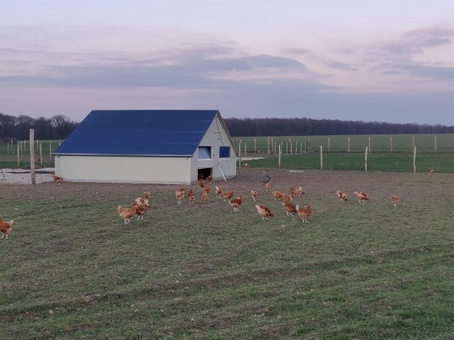 ETA potagers poules
