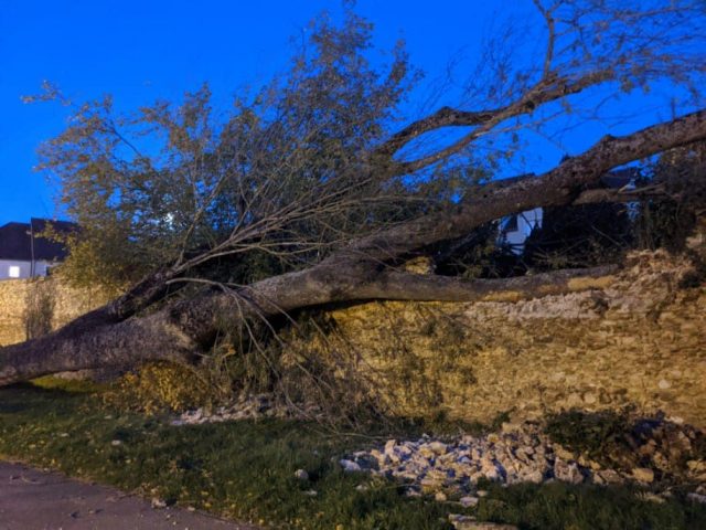 DOURDAN arbres 1