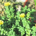 succulente de grand-mère-02 09 05