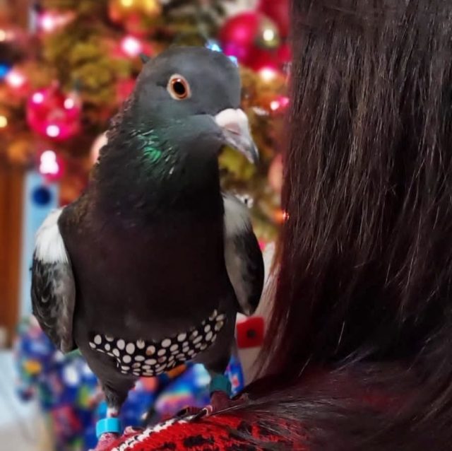MF_Corbeil_PamLePigeon