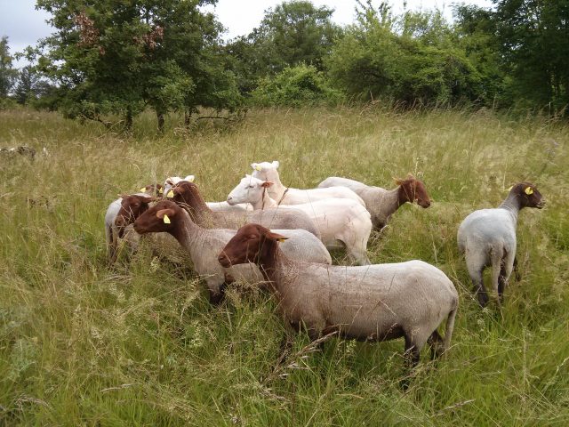 MAROLLESENBEAUCE transhumance