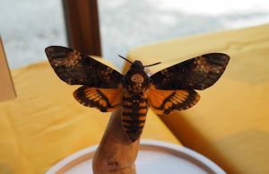 insecte entomologiste Saint-Chéron écomusée Musée champsVa