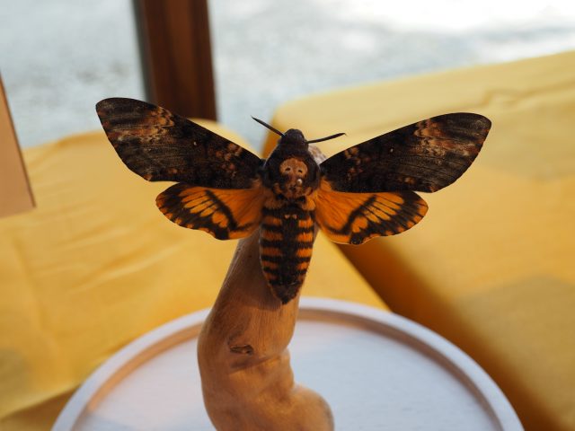 insecte entomologiste Saint-Chéron écomusée Musée champsVa