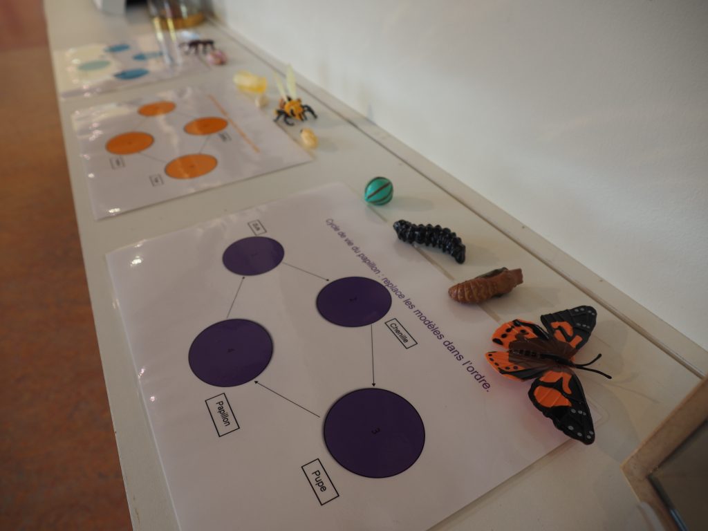 insecte entomologiste Saint-Chéron écomusée Musée champs