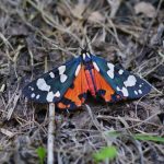 DEP portrait morizot 3 Callimorpha dominula (Saclas Viaduc)