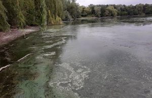 cyanobactéries algues bleues bassin eau