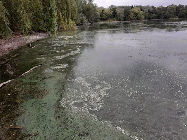 DEPORGEcyanobacteries cyanobactéries algues bleues bassin eau