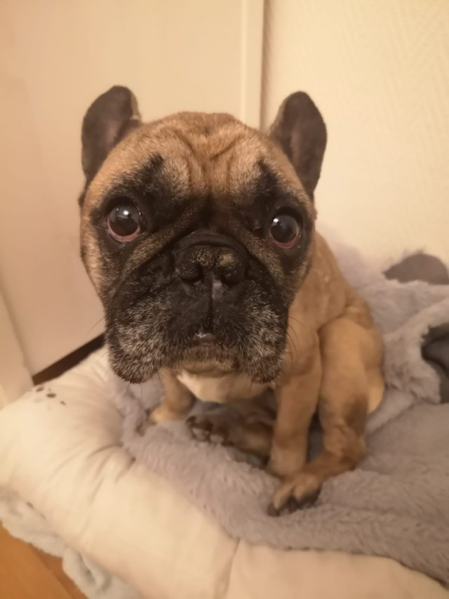 FD GN chien sauve