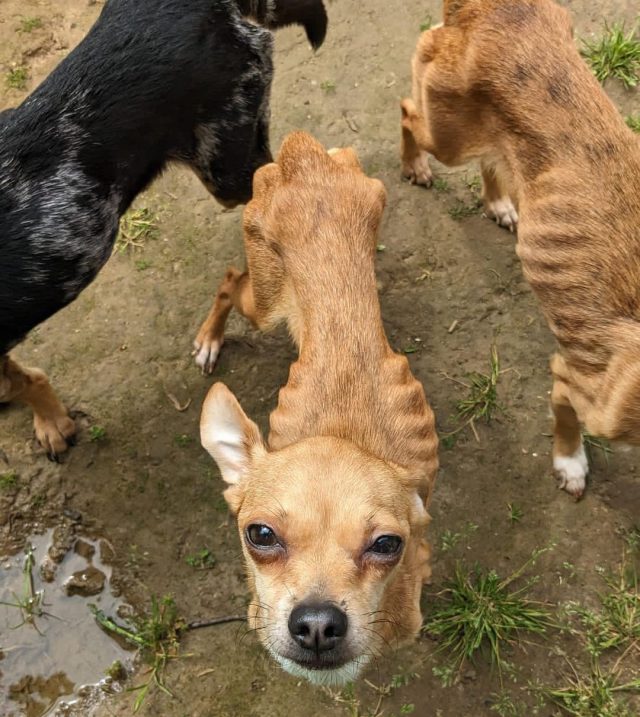 FD Nozay chiens
